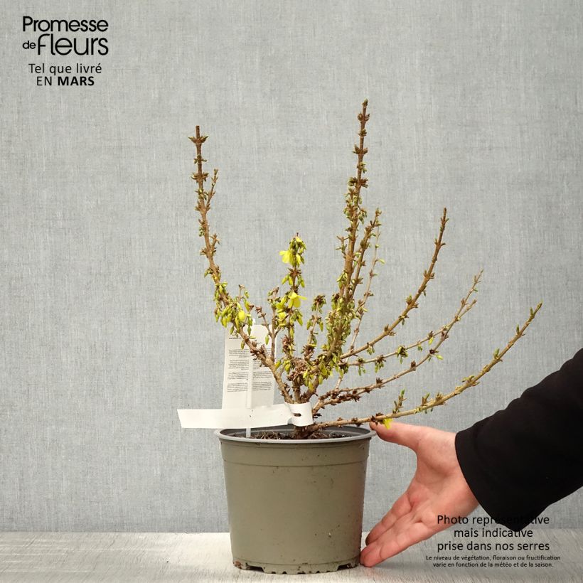 Example of Forsythia Mikador - Mimosa de Paris Pot de 2L/3L as you get in printemps