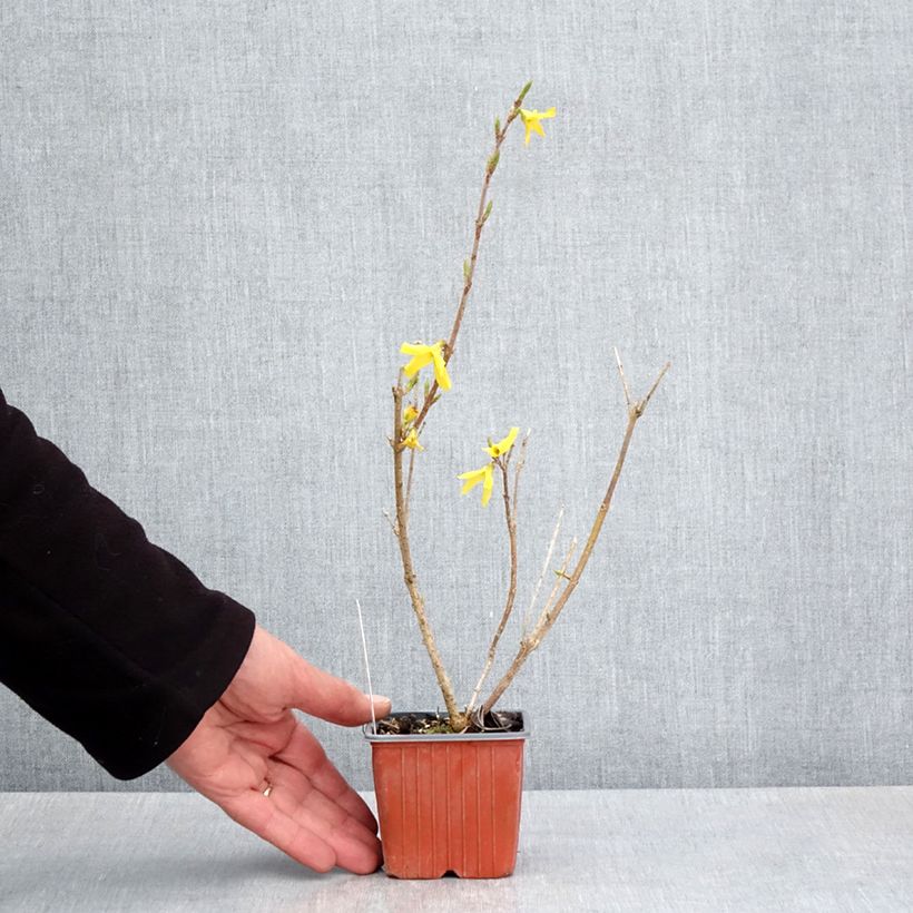 Example of Forsythia x intermedia Goldzauber - Mimosa de Paris Godet de 8/9 cm as you get in printemps