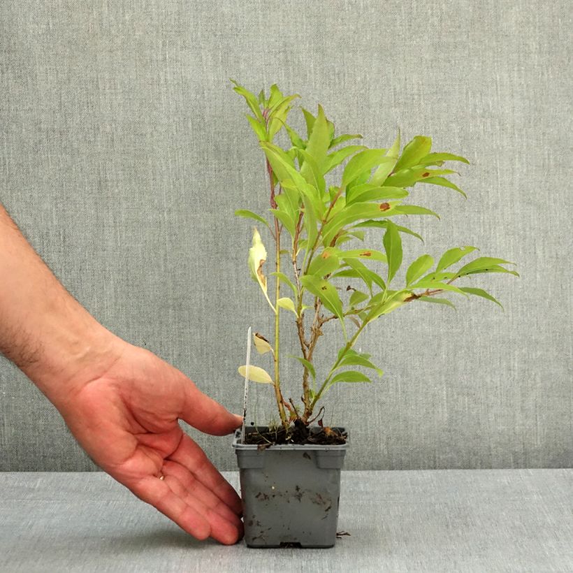 Spécimen de Forsythia x intermedia Lynwood - Mimosa de Paris Godet de 8/9 cm tel que livré au printemps