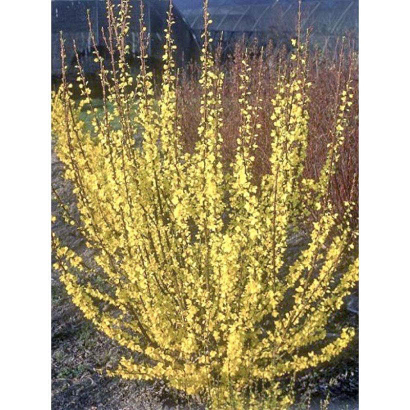 Mimosa de Paris - Forsythia x intermedia Mindor (Flowering)