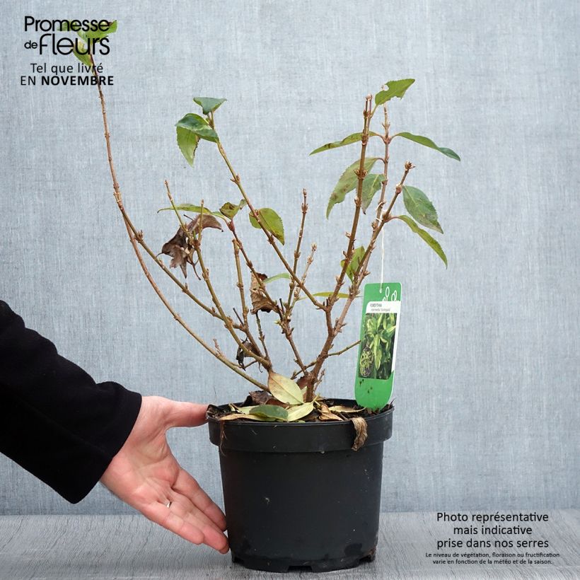 Spécimen de Forsythia x intermedia Variegata - Mimosa de Paris panaché Pot de 3L/4L tel que livré en automne