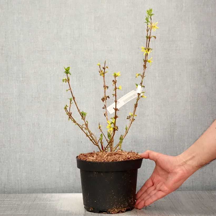 Example of Forsythia x intermedia Variegata - Mimosa de Paris panaché Pot de 3L/4L as you get in printemps
