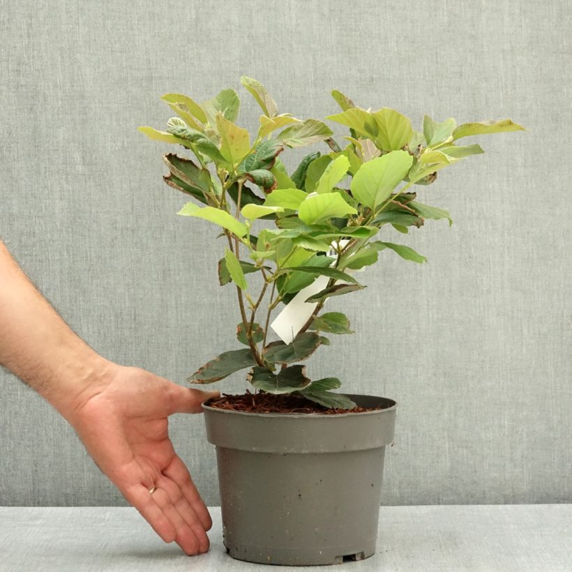 Spécimen de Fothergilla gardenii Suzanne Pot de 4L/5L tel que livré en été