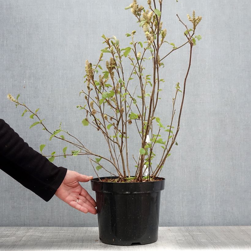 Example of Fothergilla major - Grand Fothergilla Pot de 7,5L/10L as you get in printemps