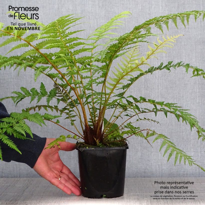 Spécimen de Fougère arborescente - Dicksonia antarctica Pot de 2L/3L tel que livré en automne