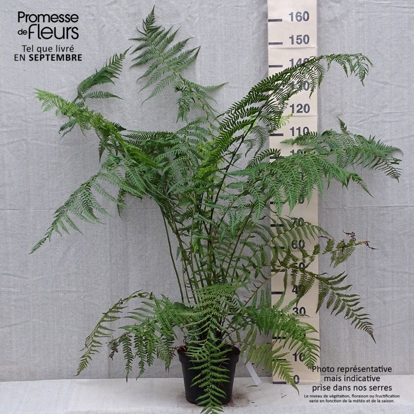 Spécimen de Fougère arborescente - Dicksonia antarctica Pot de 4L/5L, Haute-Tige, Hauteur de tronc (stipe) 10/15 cm tel que livré en automne