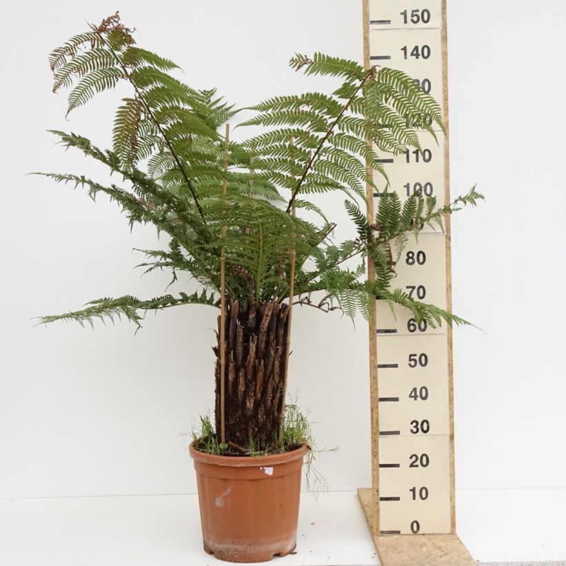 Example of Fougère arborescente - Dicksonia antarctica Pot de 18L/20L, Haute-Tige, Hauteur de tronc (stipe) 40/50 as you get in printemps