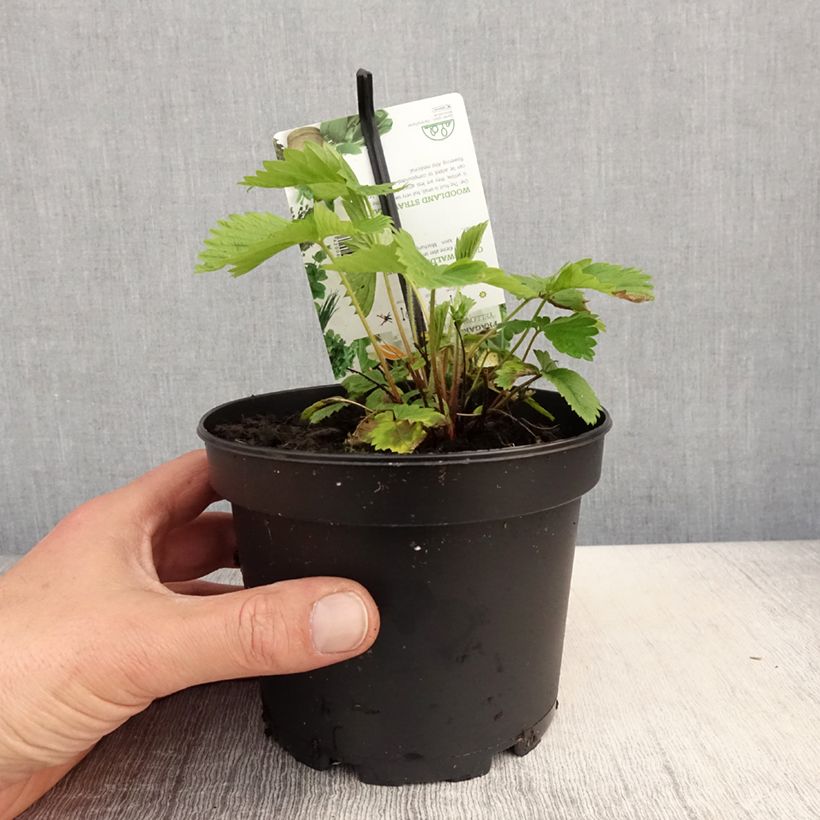 Example of Fragaria alpinum Yellow Wonder - Fraisier des Alpes Pot de 1,5L/2L as you get in printemps