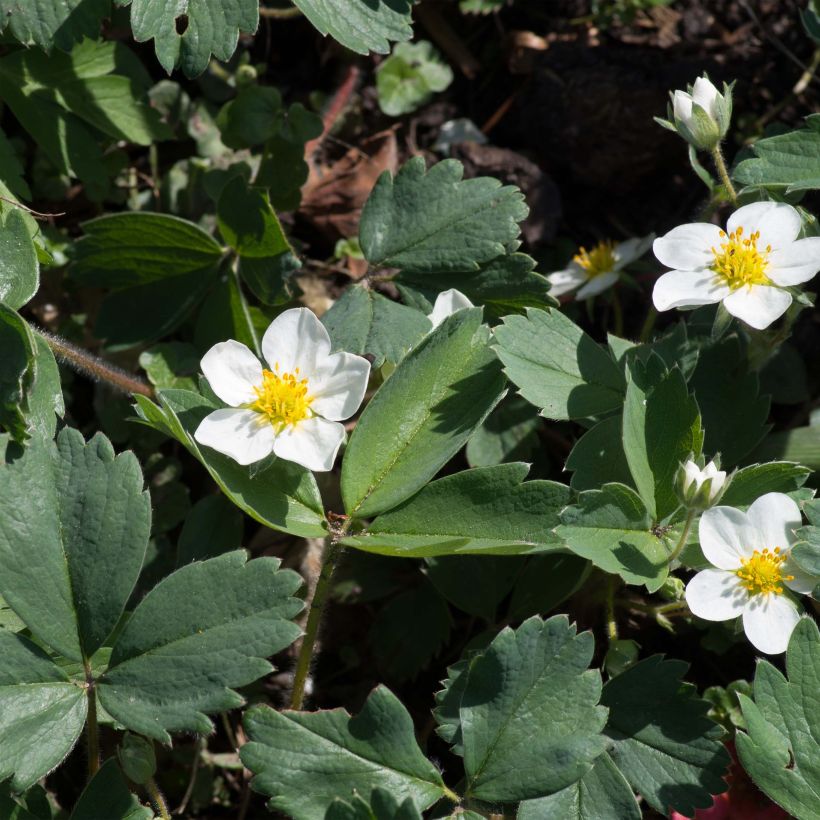 Fragaria chiloensis - Fraise du Chili (Flowering)