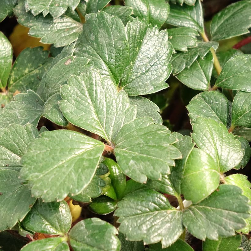 Fragaria chiloensis - Fraise du Chili (Foliage)