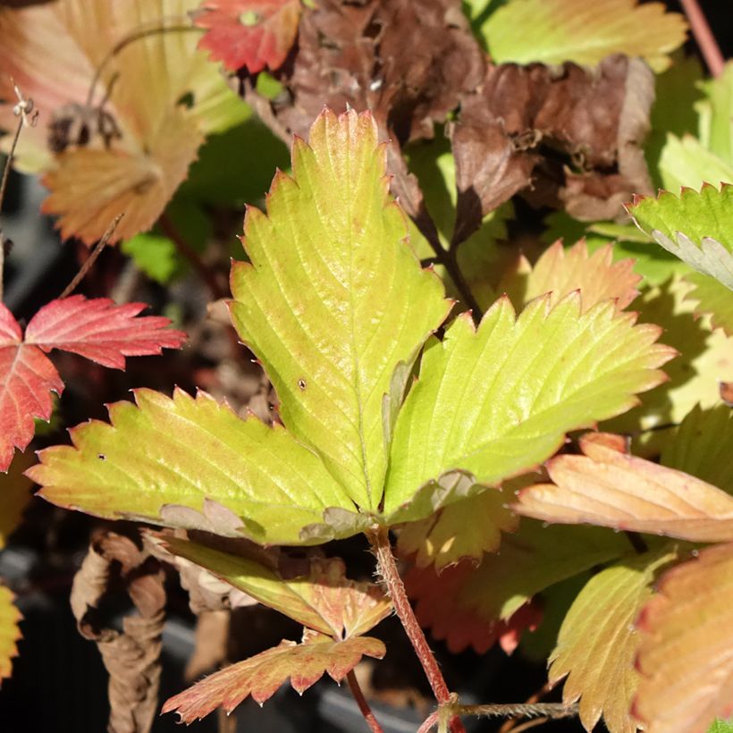 Fragaria vesca Rugen - Fraisier des bois (Foliage)