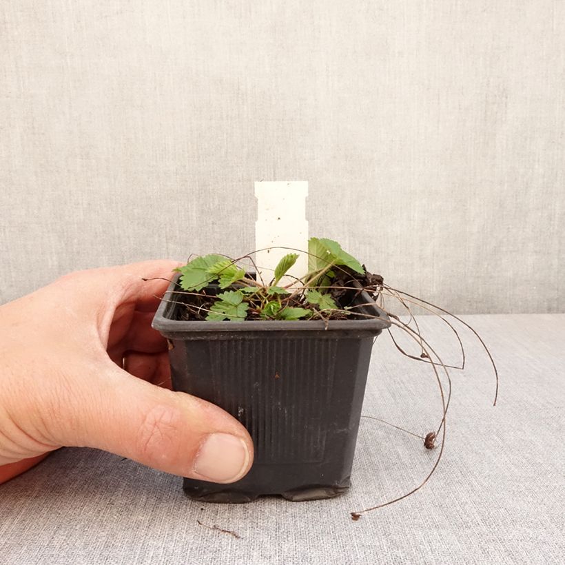 Example of Fragaria vesca Rugen - Fraisier des bois Godet de 8/9 cm as you get in printemps