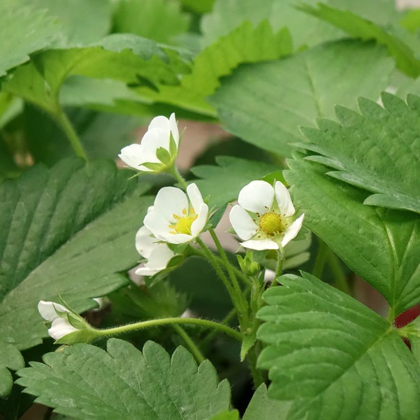 Fraisier Anaïs (remontant) en godet de 7cm (Floraison)