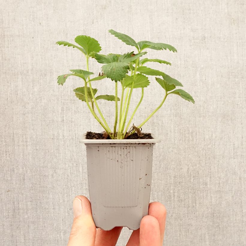 Spécimen de Fraisier Anaïs (remontant) en godet de 7cm Motte 4 cm x 4,5 cm tel que livré au printemps