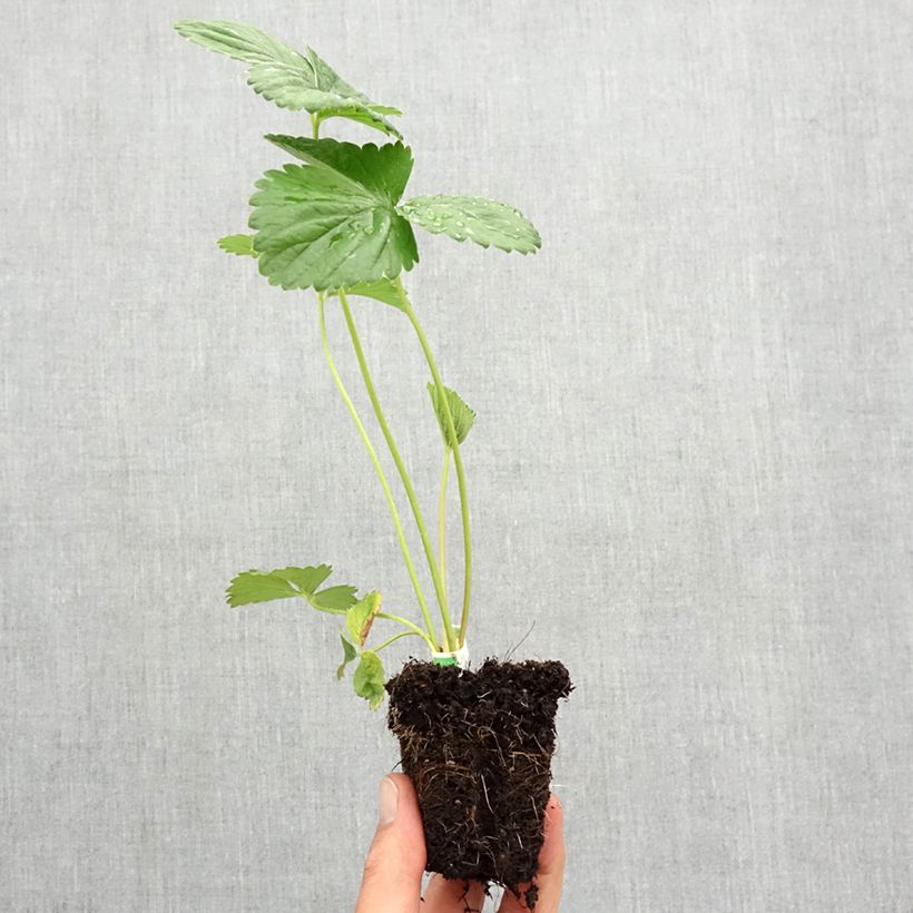 Example of Fraisier Annabelle (remontant)  Motte 5 cm x 7 cm as you get in automne