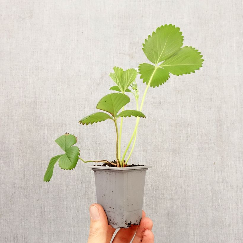 Spécimen de Fraisier Ciflorette (non remontant) Motte 4 cm x 4,5 cm tel que livré au printemps