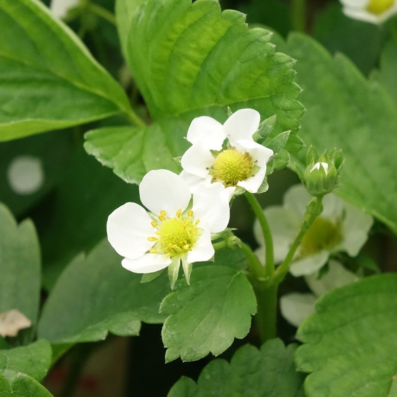 Fraisier Cijosée (remontant) (Flowering)