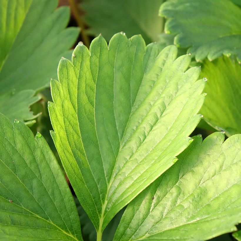 Fraisier Cirafine (remontant)  (Foliage)