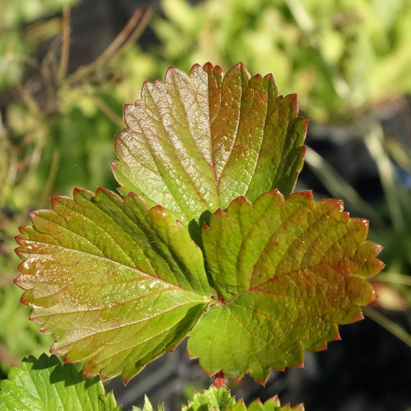 Fraisier Cirano (Foliage)
