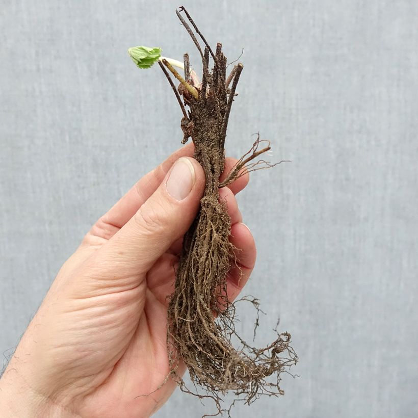 Example of Fraisier Cirano Racines nues as you get in hiver