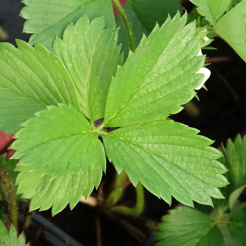 Fraisier Gariguette (non remontant ) (Foliage)