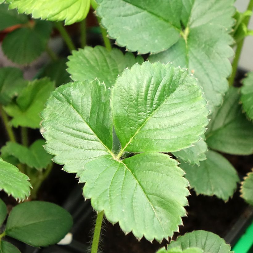 Fraisier Gento (remontant) (Foliage)