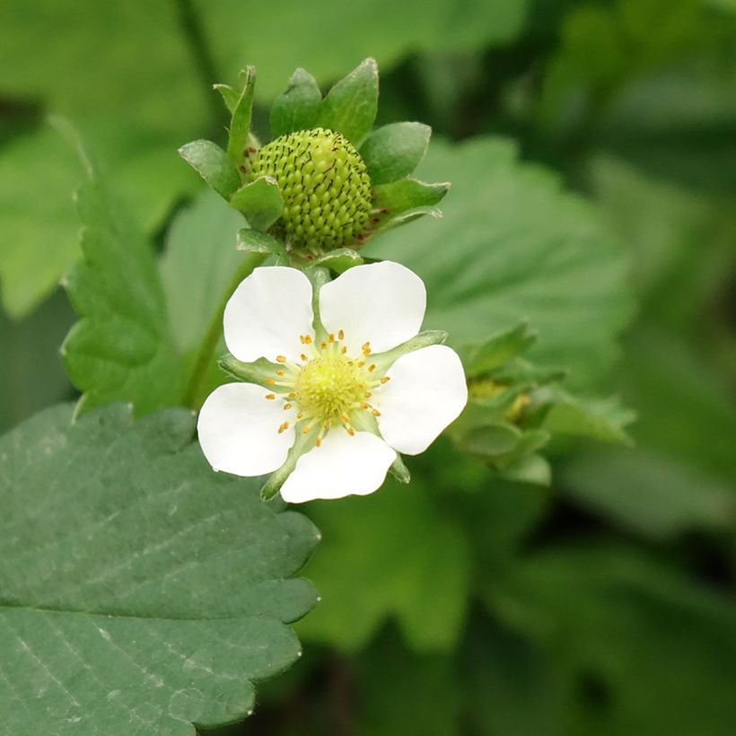 Fraisier Gento (remontant) (Flowering)