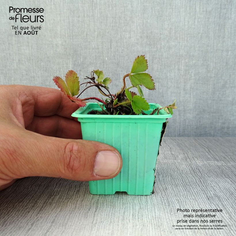 Spécimen de Fraisier Mara des Bois (remontant) Godet de 7/8 cm tel que livré en été