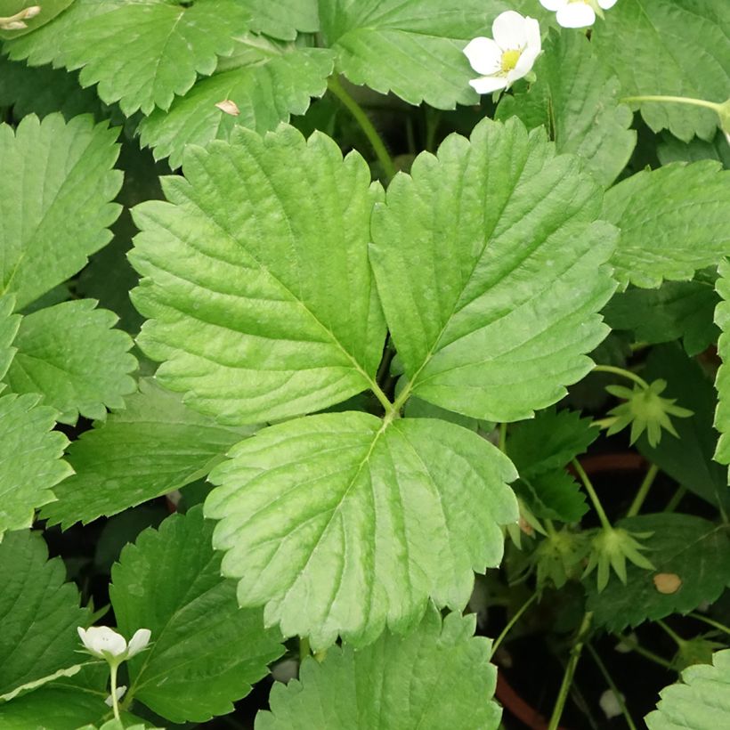 Fraisier Mara des Bois (remontant) (Feuillage)