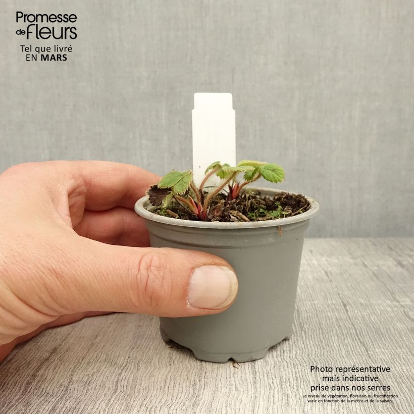 Example of Fraisier Ostara (remontant) Godet de 7/8 cm as you get in printemps