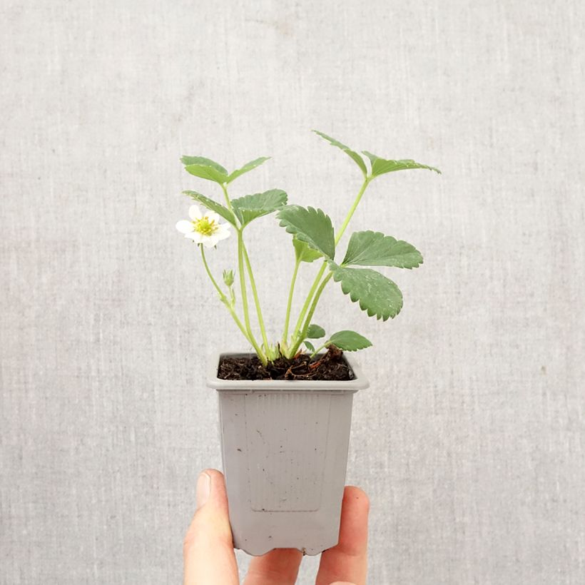 Spécimen de Fraisier Ostara (remontant) Motte 4 cm x 4,5 cm tel que livré au printemps