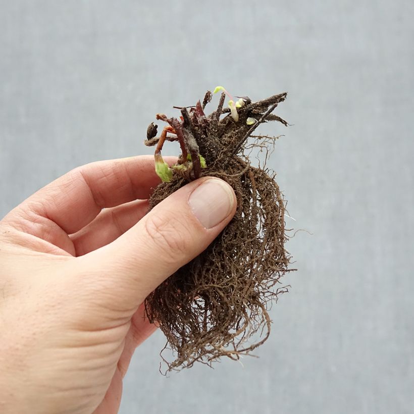 Example of Fraisier Ostara (remontant) Racines nues as you get in hiver