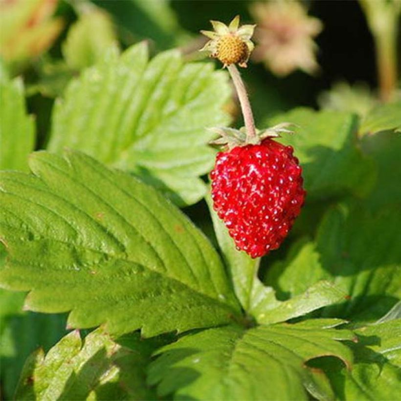Fraisier Reine des Vallées - Fraise des bois (Foliage)