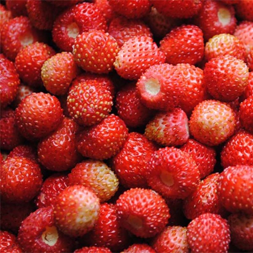 Fraisier Reine des Vallées - Fraise des bois (Harvest)