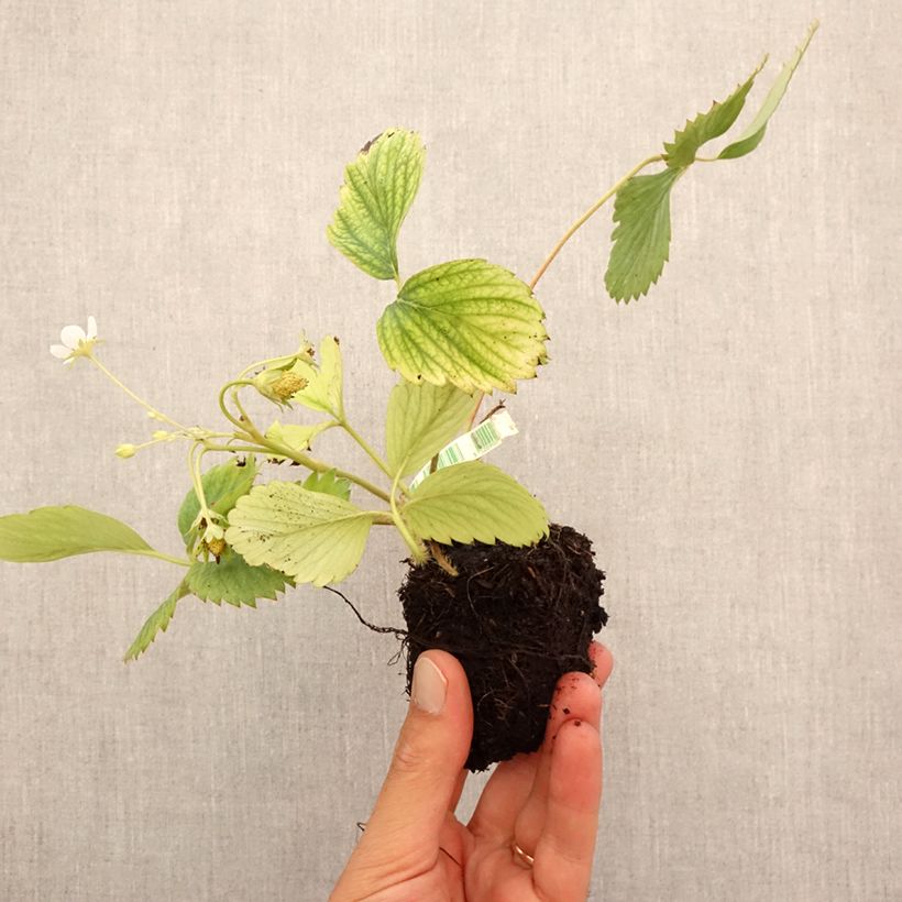 Spécimen de Fraisier Reine des vallées Bio - Fraise des bois Motte 5 cm x 7 cm tel que livré en automne