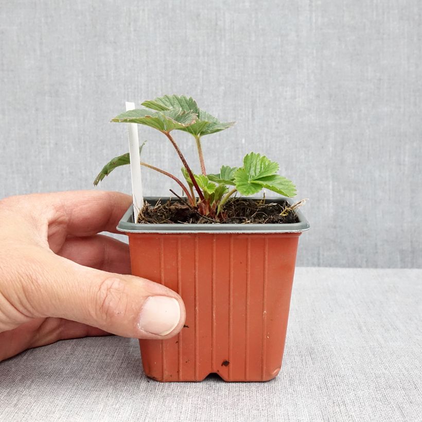 Spécimen de Fraisier Strawberry Ice (remontant) à fleurs roses Godet de 8/9 cm tel que livré au printemps