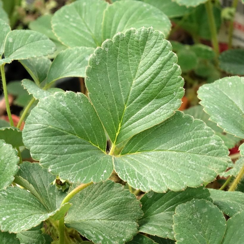 Fraisier White Pineberry (Foliage)