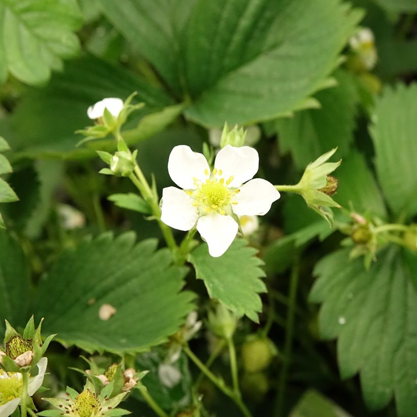 Fraisier White Pineberry (Flowering)