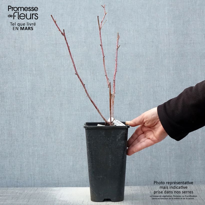 Example of Framboisier Autumn Passion ® (remontant) - Rubus idaeus Pot de 2L/3L, Touffe as you get in printemps