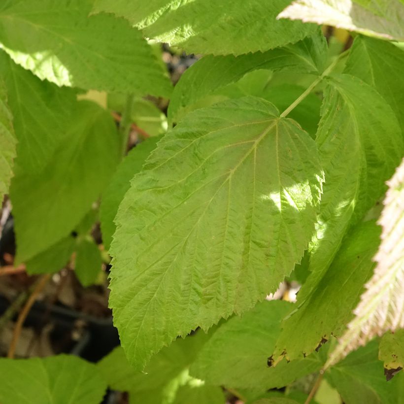 Framboisier Autumn Passion ® (remontant) - Rubus idaeus (Foliage)