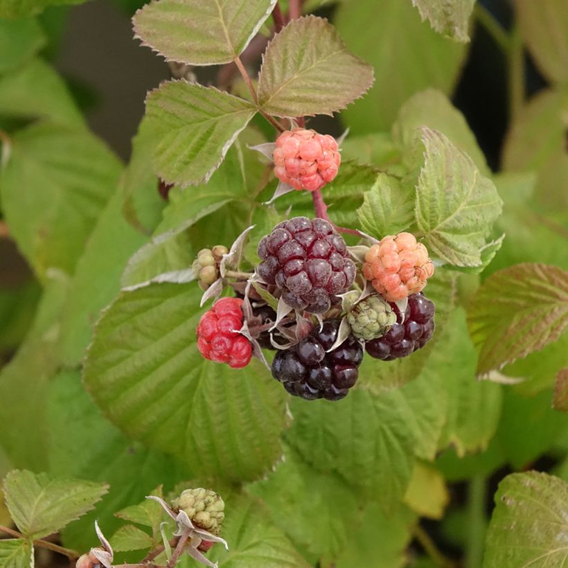 Framboisier Autumn Passion ® (remontant) - Rubus idaeus (Harvest)