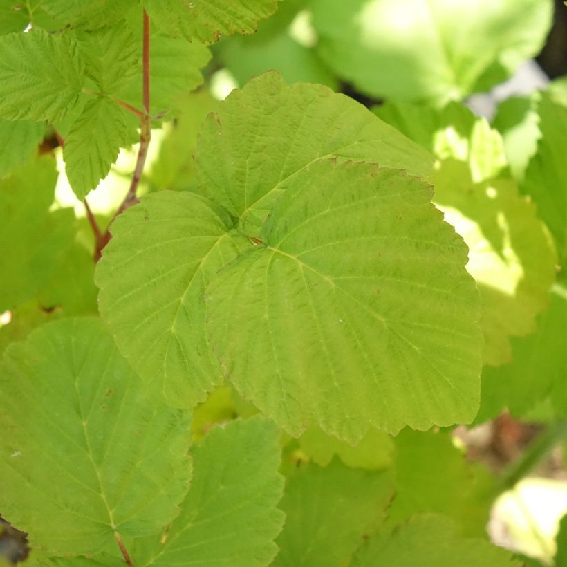 Framboisier Black Jewel (non remontant) Bio (Foliage)