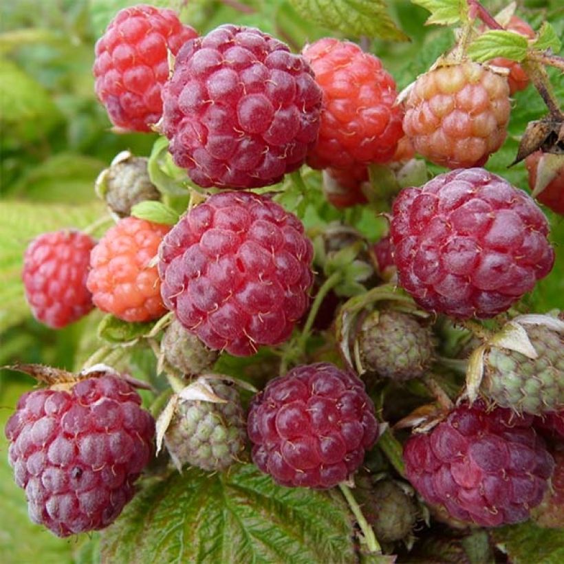 Framboisier remontant Blissy ou Autumn Bliss - Rubus ideaus (Harvest)