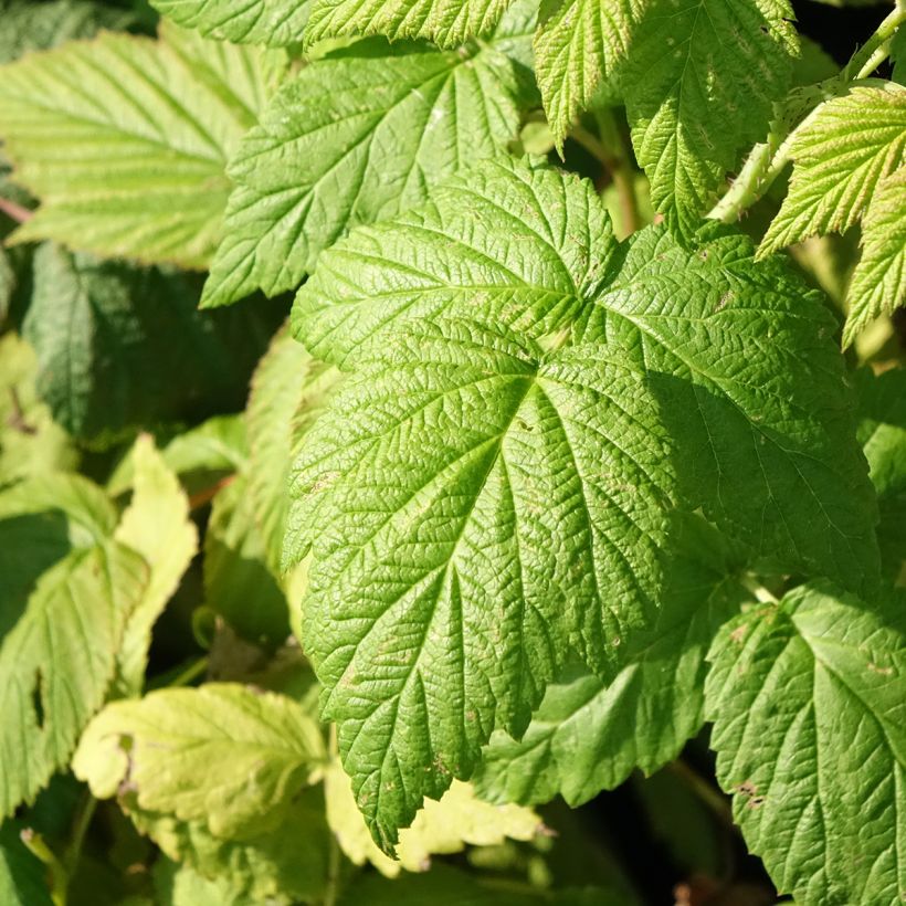 Framboisier Blissy ou Autumn Bliss (remontant) Bio (Foliage)