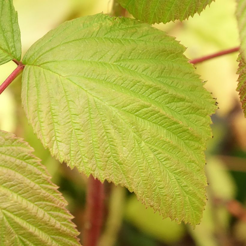 Framboisier remontant Blissy ou Autumn Bliss - Rubus ideaus (Foliage)