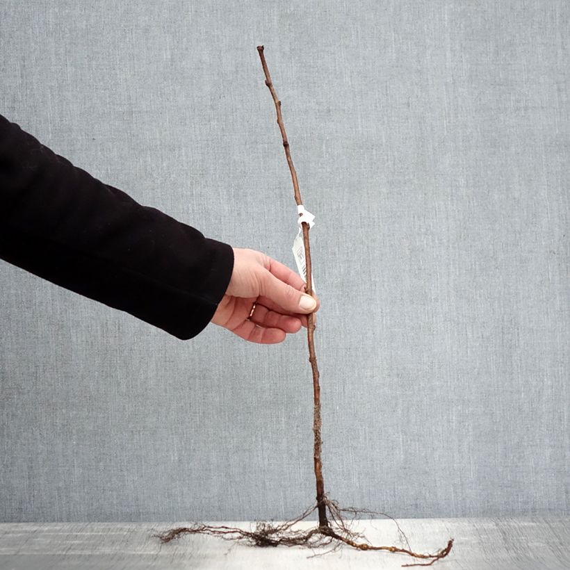 Example of Framboisier remontant Blissy ou Autumn Bliss - Rubus ideaus Racines nues, Buisson as you get in hiver