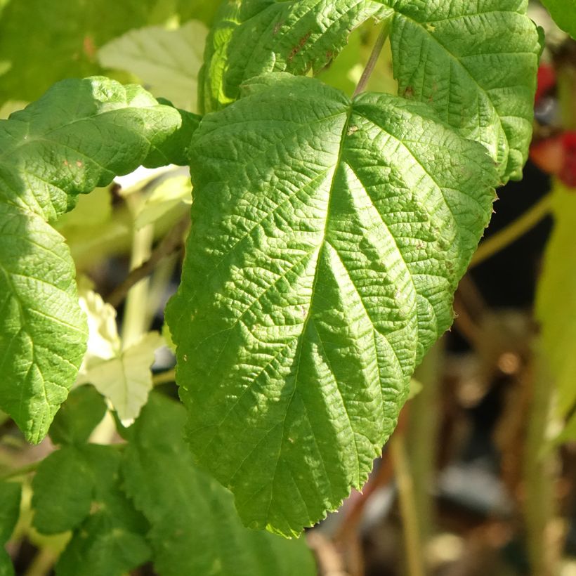 Framboisier Bohème (remontant) Bio (Foliage)