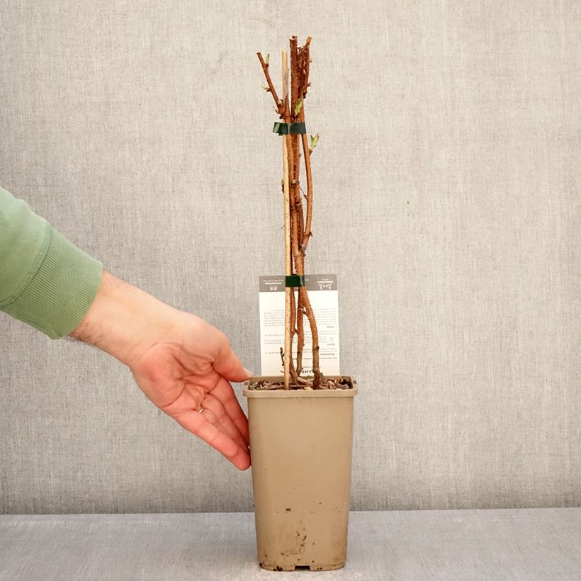 Example of Framboisier Carmen Love (remontant) Pot de 1,5L/2L, Touffe as you get in hiver