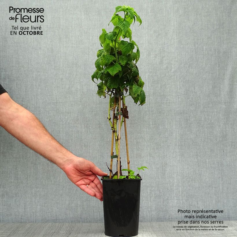 Spécimen de Framboisier Fall Gold (remontant) Pot de 1,5L/2L tel que livré en automne