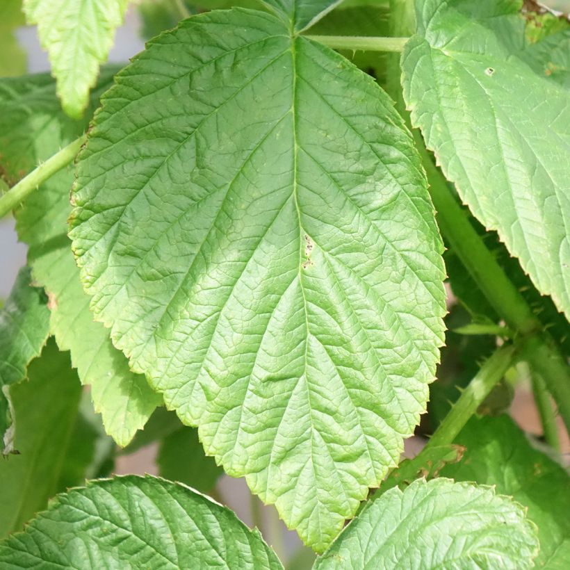 Framboisier Heritage (remontant) (Foliage)